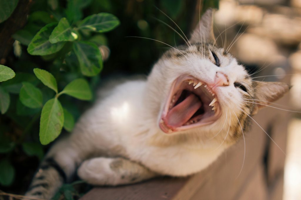 pexels photo 33116440 33116440 A cat yawning widely while lounging in a sunny garden setting.