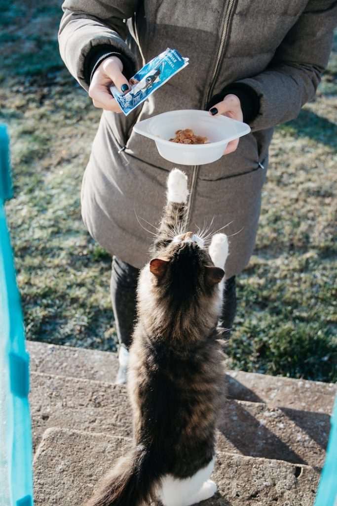 pexels photo 3318215 A woman in a coat feeds a playful tabby cat outdoors on a sunny day.