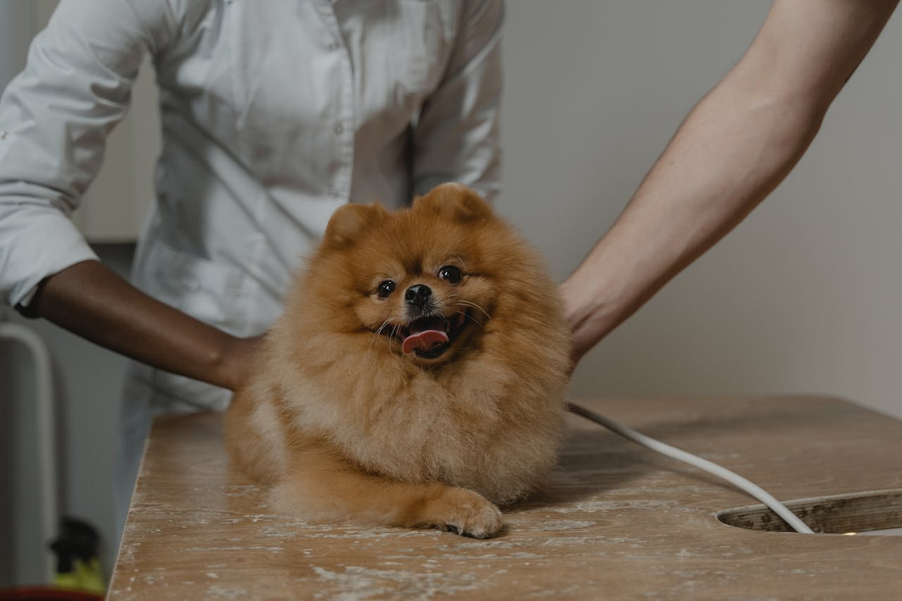 services-04 Cute Pomeranian dog lying on a vet's table, surrounded by veterinarians.
